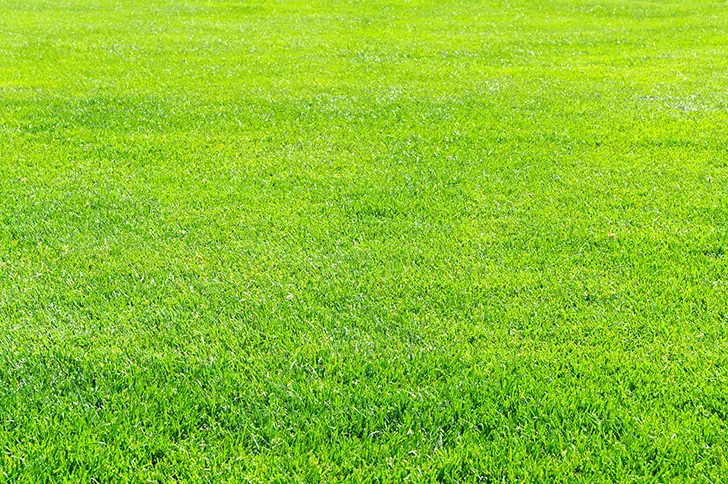 芝生を気にしたことありますか？